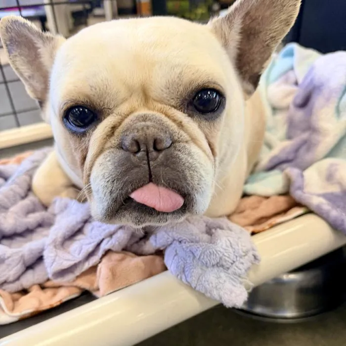 Female French Bulldog (adoption) Adoption Dog for Sale in Lee's Summit, MO