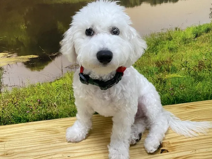 Male Bichon Puppy for Sale in Lee's Summit, MO