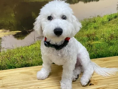Male Bichon Puppy for Sale in Lee's Summit, MO