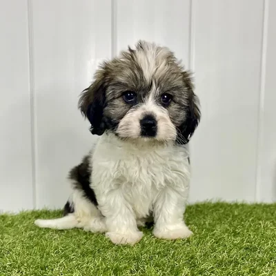 Male Havanese-Cavalier King Charles Spaniel Puppy for Sale in Lee's Summit, MO