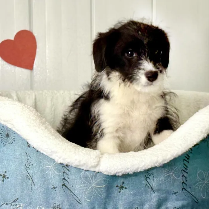 Male Corgi- Poo Puppy for Sale in Lee's Summit, MO