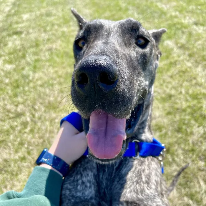 Female Great Dane (Adoption) Adoption Dog for Sale in Lee's Summit, MO