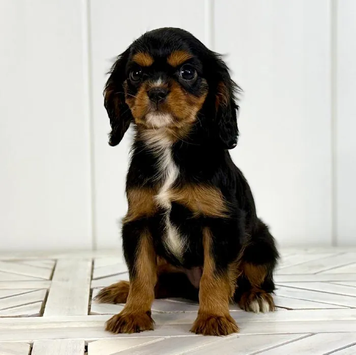 Female Cavalier King Charles Spaniel puppy named Fig for sale at Summit Zoo.