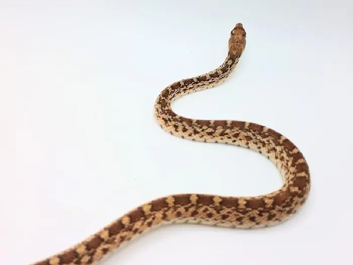 Unknown Sororan Gopher Snake Reptile for Sale in Lee's Summit, MO