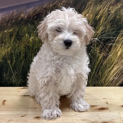 Male Maltipoo Puppy for Sale in Lee's Summit, MO
