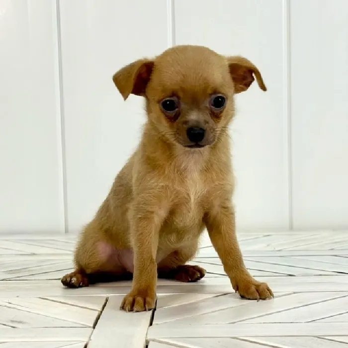Female Chihuahua puppy named Apple for sale at Summit Zoo.