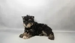 Male Mini Schnauzer puppy named Clyde for sale at Summit Zoo.