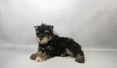 Male Mini Schnauzer puppy named Clyde for sale at Summit Zoo.