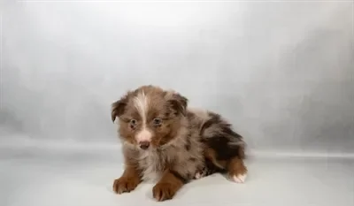Female Toy Australian Shepherd puppy named Inky for sale at Summit Zoo.