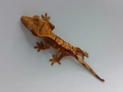 Unknown Crested Gecko Reptile for Sale in Lee's Summit, MO