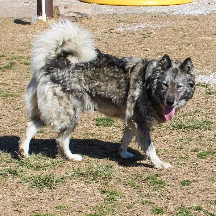 Female Siberian Husky (Adoption) Adoption Dog for Sale in Lee's Summit, MO