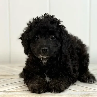 Female Mini Poodle puppy named Black Cherry for sale at Summit Zoo.