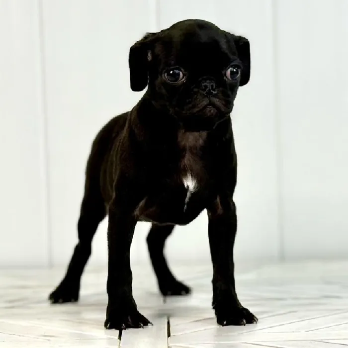 Female Pug puppy named Miss Piggy for sale at Summit Zoo.