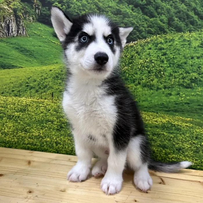 Male Siberian Husky Puppy for Sale in Lee's Summit, MO