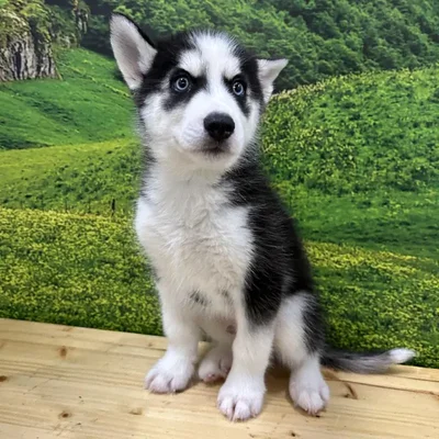 Male Siberian Husky Puppy for Sale in Lee's Summit, MO