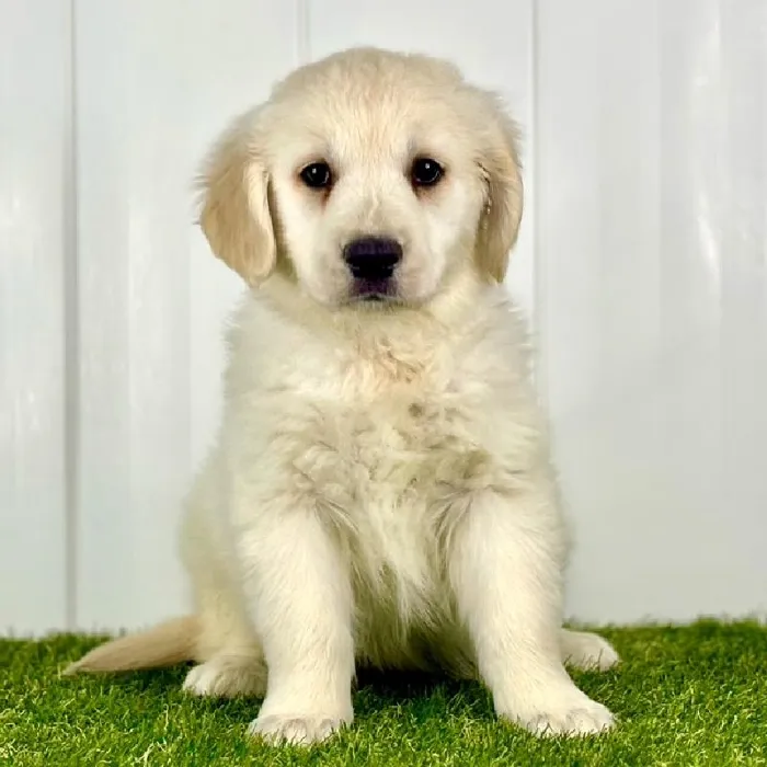 Female Golden Retriever Puppy for Sale in Lee's Summit, MO