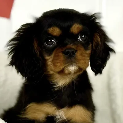 Male Cavalier King Charles Spaniel Puppy for Sale in Lee's Summit, MO