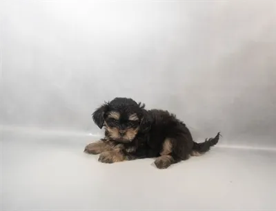 Female Shipoo puppy for sale at Summit Zoo.