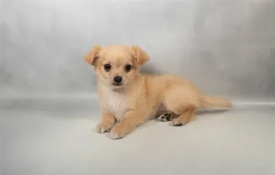 Male Chihuahua puppy for sale at Summit Zoo.