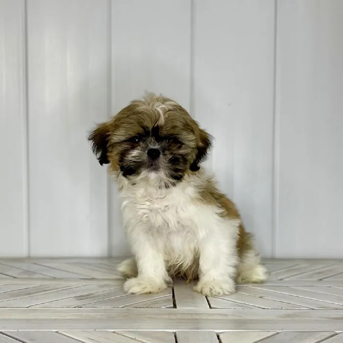 Male Shih Tzu puppy named Batman for sale at Summit Zoo.
