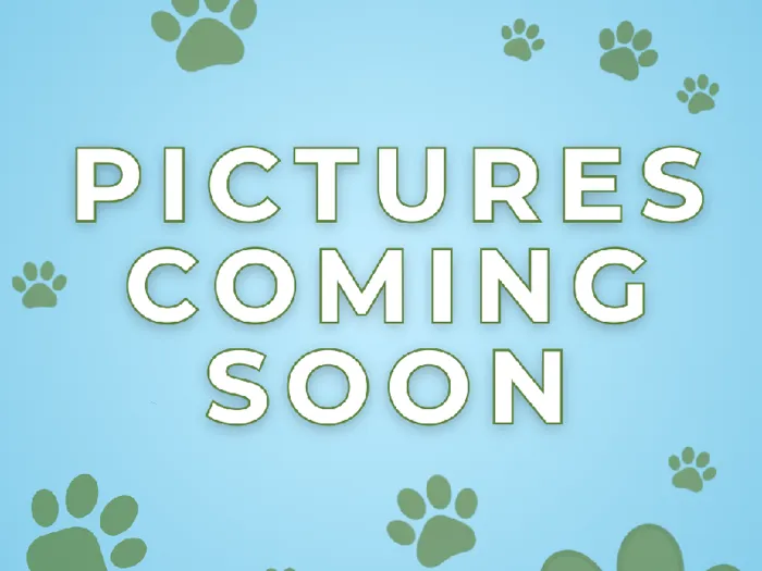 Female Boston Terrier Adoption Adoption Dog for Sale in Lee's Summit, MO