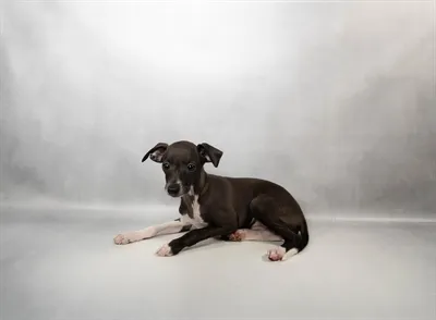 Female Italian Greyhound puppy named East for sale at Summit Zoo.