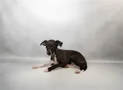 Female Italian Greyhound puppy named East for sale at Summit Zoo.
