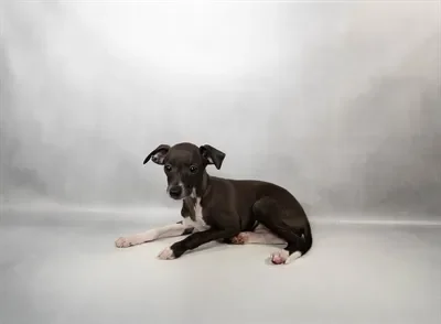 Female Italian Greyhound puppy named East for sale at Summit Zoo.