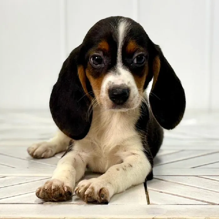 Female Beagle puppy named Bagel for sale at Summit Zoo.