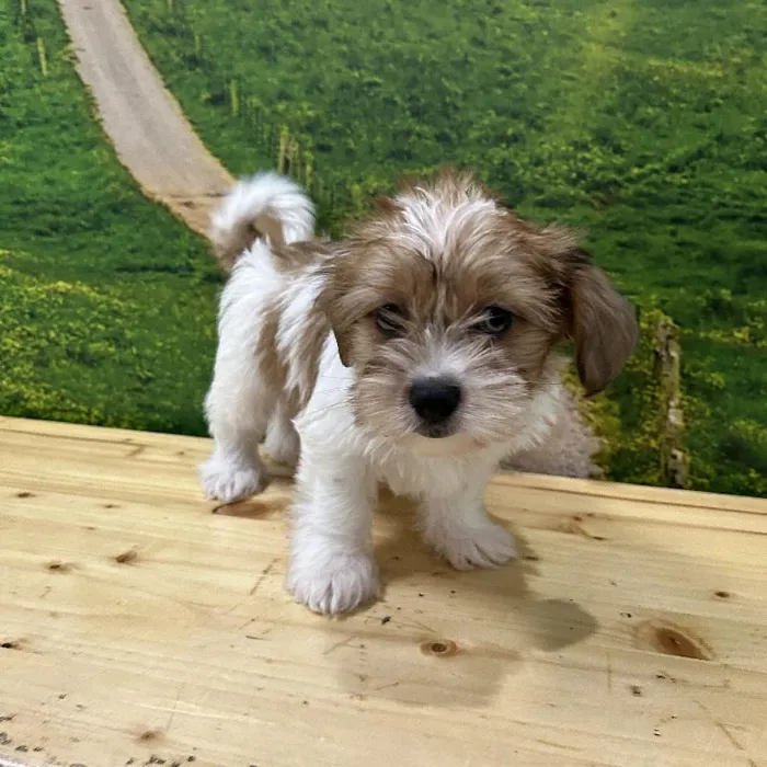 Female Shorkie Puppy for Sale in Lee's Summit, MO