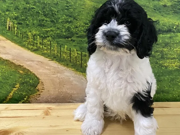 Male Cockapoo Puppy for Sale in Lee's Summit, MO