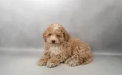 Female Bichon-Poodle puppy named Supergirl for sale at Summit Zoo.