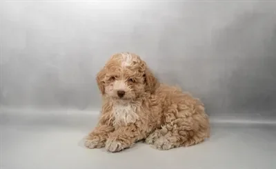 Female Bichon-Poodle puppy named Supergirl for sale at Summit Zoo.