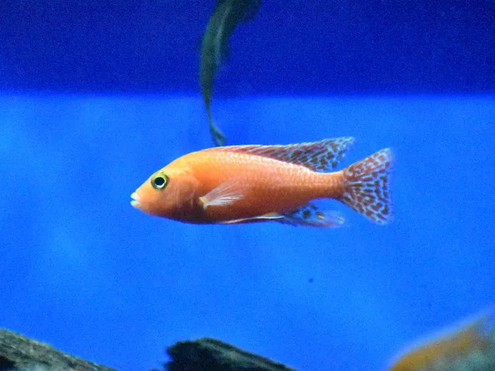 Unknown African Cichlid Freshwater Fish for Sale in Lee's Summit, MO