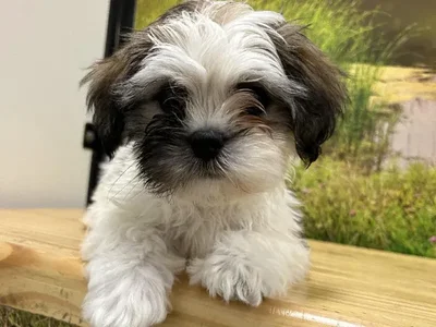 Male Lhasa Apso Puppy for Sale in Lee's Summit, MO