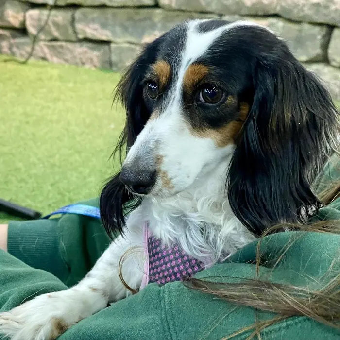 Female Dachshund (Adoption) Adoption Dog for Sale in Lee's Summit, MO