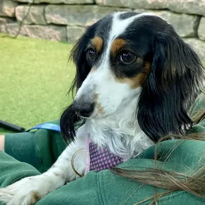 Female Dachshund (Adoption) Adoption Dog for Sale in Lee's Summit, MO