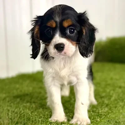 Female Cavalier King Charles Spaniel Puppy for Sale in Lee's Summit, MO