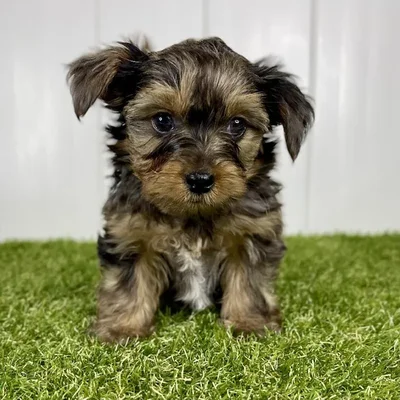 Male Yorkie Puppy for Sale in Lee's Summit, MO