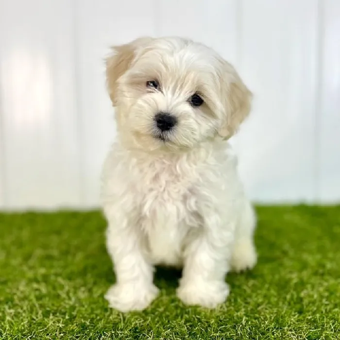 Female Teddy Bear Puppy for Sale in Lee's Summit, MO