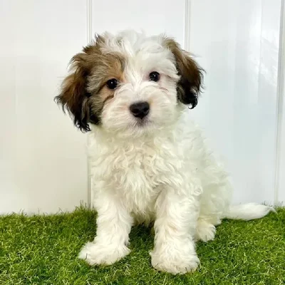 Male Havanese Puppy for Sale in Lee's Summit, MO