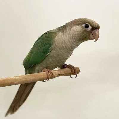 Unknown Cinnamon Torquoise Green Cheek Conure bird for sale at Summit Zoo.