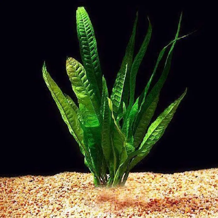 Unknown Java Fern freshwater plant for sale at Summit Zoo.