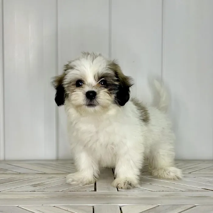 Female Teddy Bear puppy named Catwoman for sale at Summit Zoo.