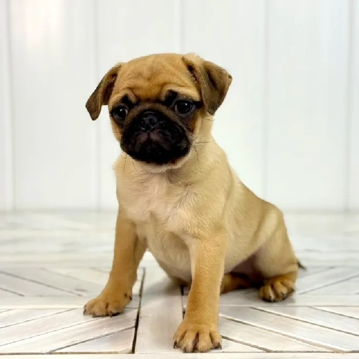 Male Pug puppy named Cannoli for sale at Summit Zoo.
