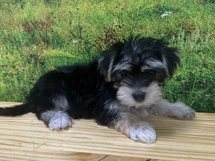 Female Morkie Puppy for Sale in Lee's Summit, MO