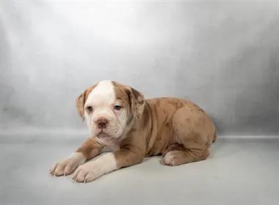 Female Old English Bulldog puppy named Mabel for sale at Summit Zoo.