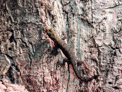 Unknown Yellow Headed Dwarf Gecko Reptile for Sale in Lee's Summit, MO