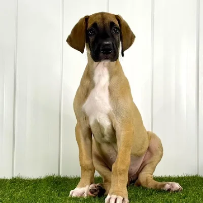 Female Great Dane Puppy for Sale in Lee's Summit, MO