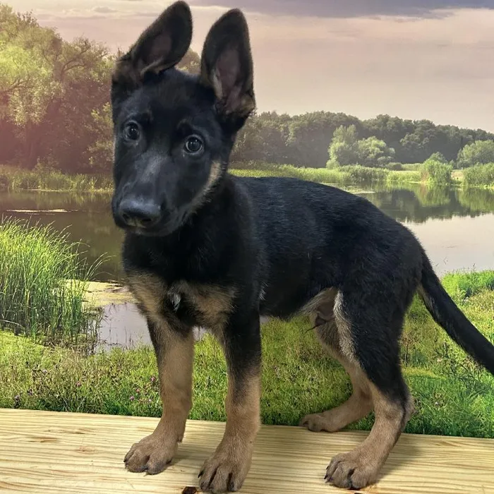 Male German Shepherd Puppy for Sale in Lee's Summit, MO